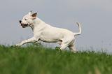 DOGUE ARGENTIN 386